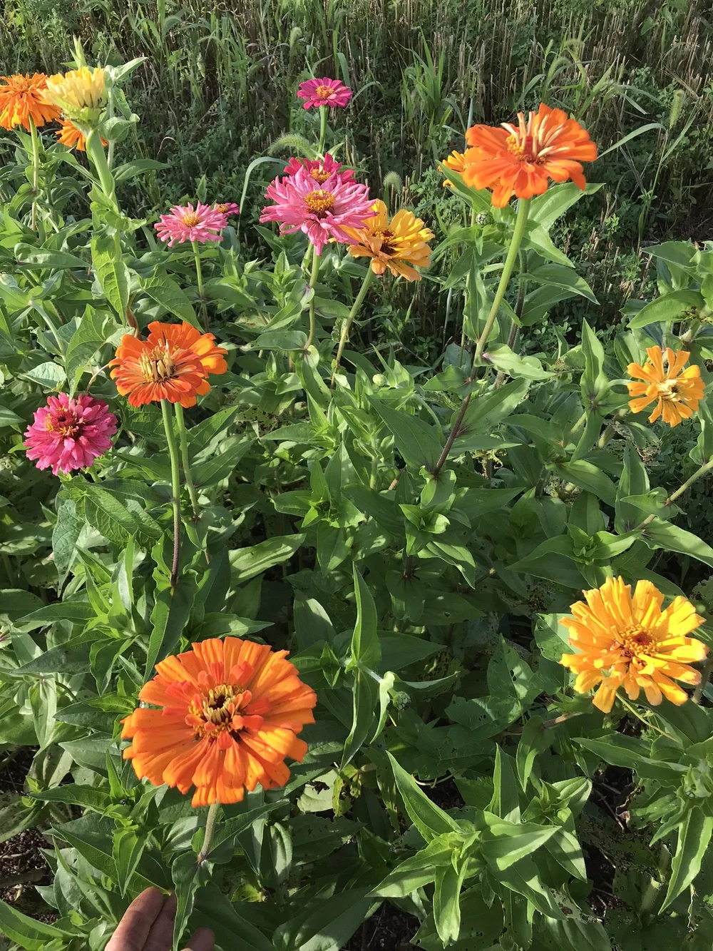 Zinnia-Giant Cactus Mix — Orange Circle Farm